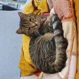 Foto del gato perdido en Vitrolles