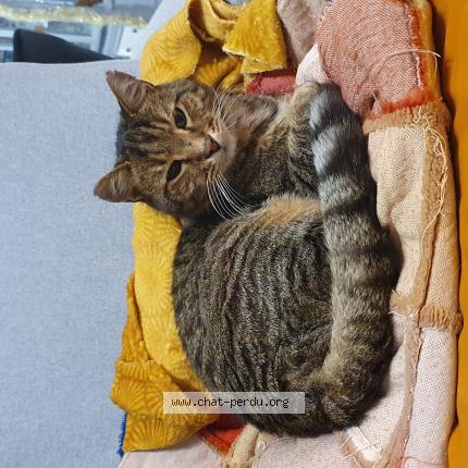 Foto 1/1 Ariel Chat perdido en Vitrolles