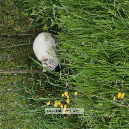 Foto 1/1 Gato encontrado Encontrado en Capens