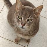 Foto de gato encontrado en Pontchateau