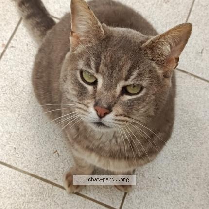Foto 1/1 Gato encontrado Encontrado en Pontchateau