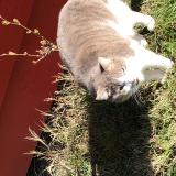 Foto de gato encontrado en La Fouillouse