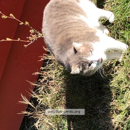 Foto 1/1 Gato encontrado Encontrado en La fouillouse