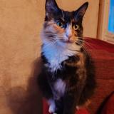 Foto del gato perdido en Serignac Sur Garonne