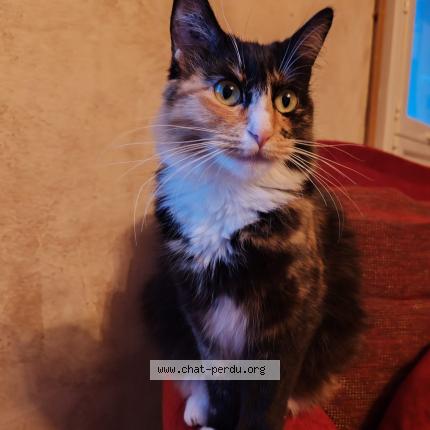 Foto 1/1 Shiro Chat perdido en Serignac sur garonne