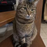 Foto del gato perdido en Orange