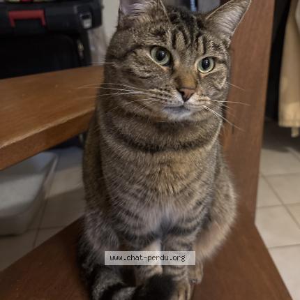 Foto 1/1 Draken Chat perdido en Orange