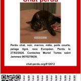 Foto del gato perdido en Bordeaux