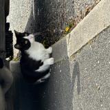 Foto de gato encontrado en Chartrettes