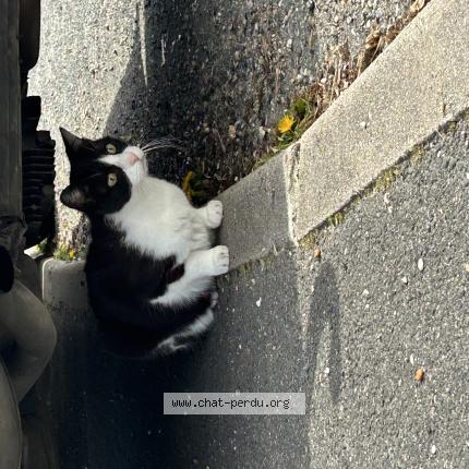 Foto 1/1 Gato encontrado Encontrado en Chartrettes
