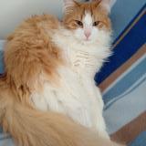 Foto del gato perdido en Jougne