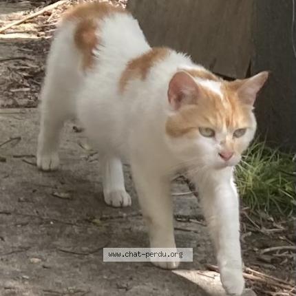Foto 1/1 Loflek Chat perdido en Noisy le sec