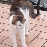 Foto del gato perdido en Saint Denis Les Bourg