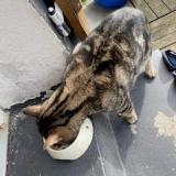 Foto de gato encontrado en Beaumont Sur Oise