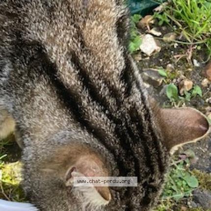 Foto 2/5 Gato encontrado Encontrado en Beaumont sur oise