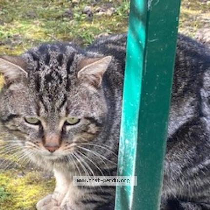 Foto 3/5 Gato encontrado Encontrado en Beaumont sur oise