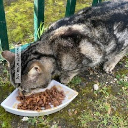 Foto 4/5 Gato encontrado Encontrado en Beaumont sur oise