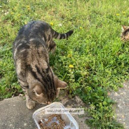 Foto 5/5 Gato encontrado Encontrado en Beaumont sur oise