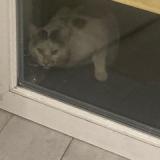 Foto de gato encontrado en Beaumont Sur Oise