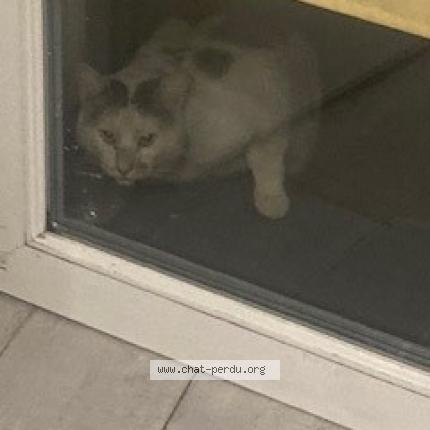 Foto 1/1 Gato encontrado Encontrado en Beaumont sur oise