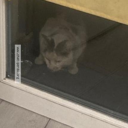 Foto 2/3 Gato encontrado Encontrado en Beaumont sur oise