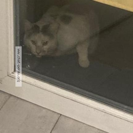 Foto 3/3 Gato encontrado Encontrado en Beaumont sur oise