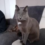 Foto del gato perdido en Carbonne