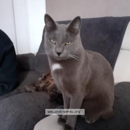 Foto 1/1 Pilou Chat perdido en Carbonne