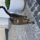 Foto de gato encontrado en Wissous