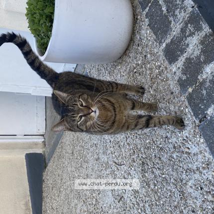 Foto 1/1 Gato encontrado Encontrado en Wissous