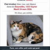 Foto del gato perdido en Veyrier