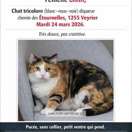 Foto 1/1 Lilith Chat perdido en Veyrier