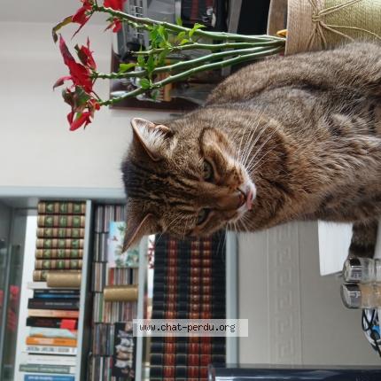 Foto 1/1 Harley Chat perdido en Saujon