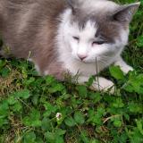 Foto del gato perdido en Lyon