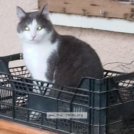 Foto 1/1 CHARNAY Julie Chat perdido en Cabrieres