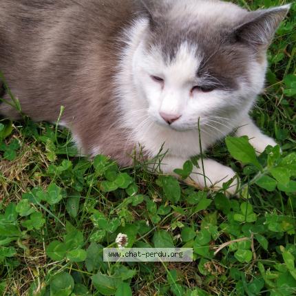 Foto 1/1 POMPOM Chat perdido en Lyon