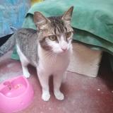 Foto de gato encontrado en Cercado De Lima