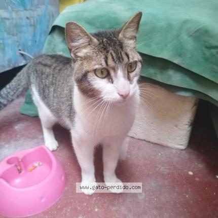 Foto 1/1 Gato encontrado Encontrado en Cercado de lima