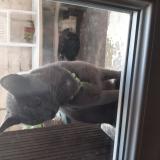 Foto de gato encontrado en Chatellerault