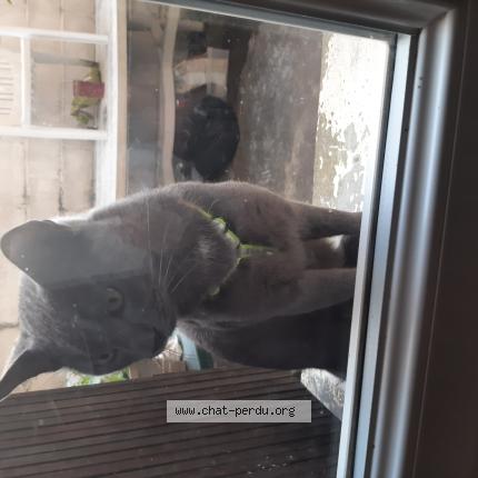 Foto 1/1 Gato encontrado Encontrado en Chatellerault