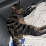 Foto del gato perdido en Ferrieres En Gatinais