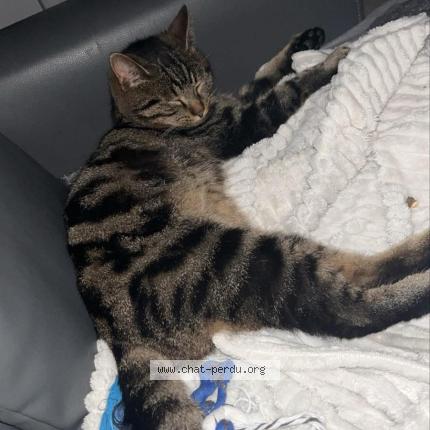 Foto 1/1 Filou Chat perdido en Ferrieres en gatinais