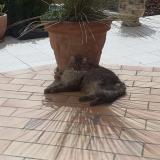 Foto de gato encontrado en Saint Gely Du Fesc