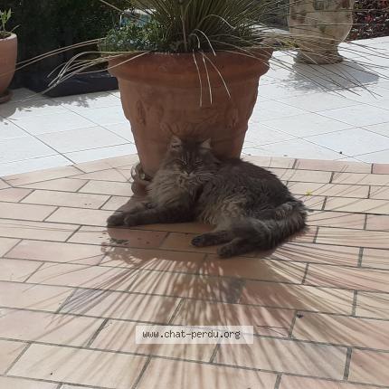 Foto 1/1 Gato encontrado Encontrado en Saint gely du fesc