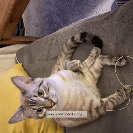 Foto 1/1 Chaton Chat perdido en Reze