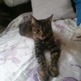 Foto del gato perdido en Gorron