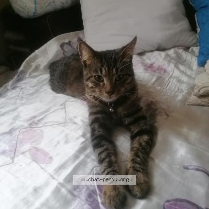 Foto 1/1 Réglisse Chat perdido en Gorron