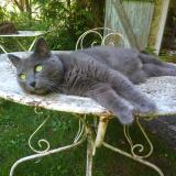 Foto del gato perdido en Saclas