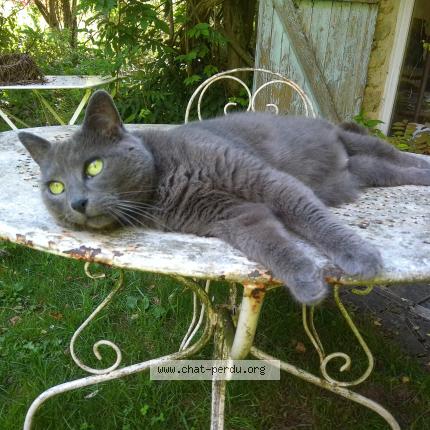 Foto 1/1 coquinette Chat perdido en Saclas