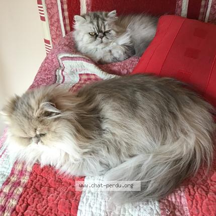 Foto 1/1 Artus Chat perdido en Jacou